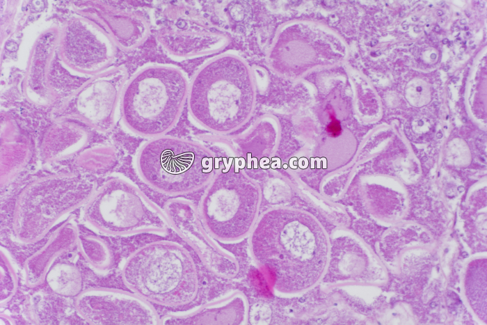 Glande reproductrice Coquille St-Jacques - gryphea.com